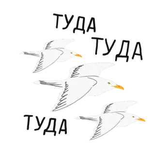 👈 40e08960 ТУДА birds, seagulls, russian whatsapp sticker