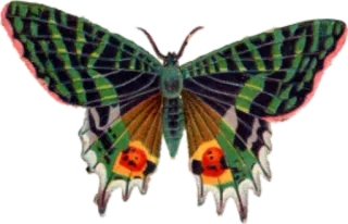 π 005eae9e butterfly, nature, insect, wings, colorful telegram sticker