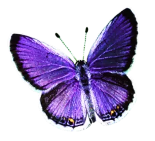 π 07e323e4 butterfly, insect, purple, nature, wings telegram sticker