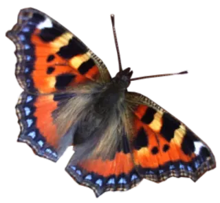π 1fdab768 insect, nature, butterfly, wings, orange, black, blue telegram sticker
