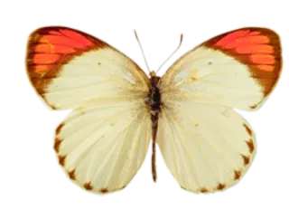 π 3d070ddd butterfly, insect, wings, orange, white telegram sticker