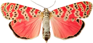 π 42a874b5 insect, butterfly, moth, red, pattern, nature, animal telegram sticker