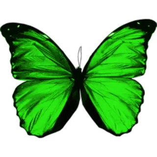 π 43a03f67 butterfly, green, nature, insect, wings telegram sticker