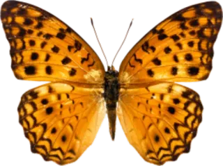 π 484e63d8 butterfly, insect, orange, lepidoptera, nature, wings telegram sticker