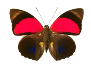 π 5410816e butterfly, insect, red, wings, nature telegram sticker