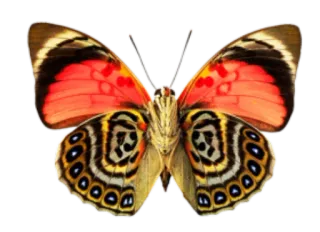 π 64316c61 butterfly, insect, wings, nature, colorful telegram sticker