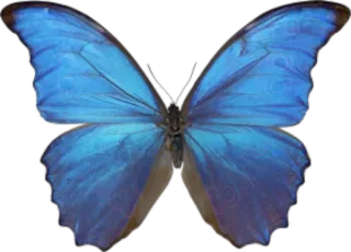π 717e9501 butterfly, blue, insect, nature, wings telegram sticker