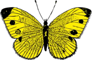π 8071771d yellow, butterfly, insect, nature, wings, design telegram sticker