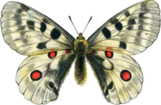 π 9bb56917 butterfly, insect, nature, apollo, wildlife telegram sticker