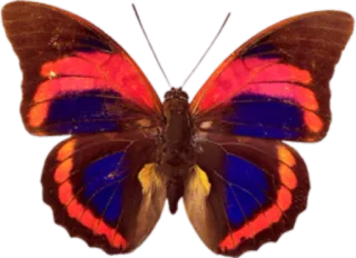 π c321f905 butterfly, insect, red, blue, colorful telegram sticker