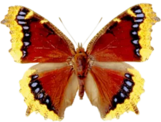 π c35fe00f butterfly, insect, nature, wings, red, yellow telegram sticker