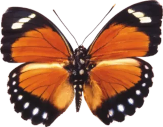 π d90bdf50 butterfly, insects, nature, wings telegram sticker