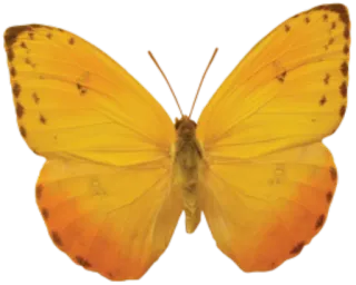 π ddddad5f butterfly, yellow, insect, nature, wings telegram sticker