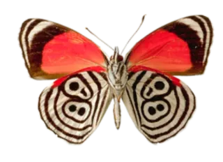 π ec1aa122 butterfly, insect, nature, colorful, red, pattern, animal telegram sticker