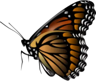π fc8c35e3 butterfly, insect, nature, animal, wings telegram sticker