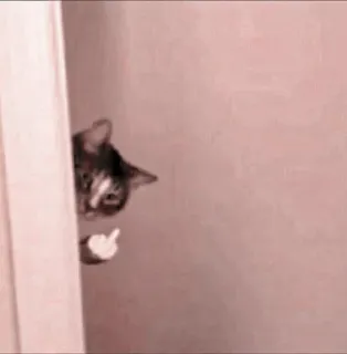 🐈 35757ed9 gatto, dito medio, offensivo, animale, maleducato, fare il dito medio telegram sticker