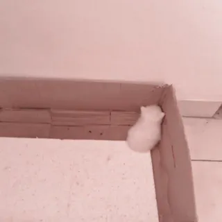 🐈 387e3115 telegram sticker