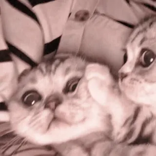 🐈 48cd1f7f gatti, gattini, animali, animali domestici, carino, animali da compagnia telegram sticker