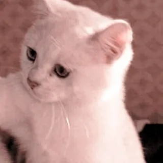 🐈 4b9bcbe3 gatto, gatto bianco, animale, animale domestico, gattino telegram sticker