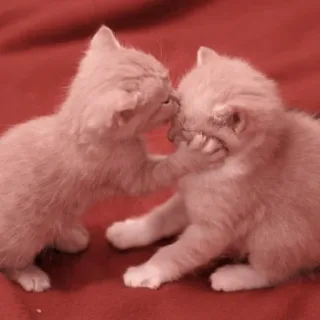 🐈 4d103149 gattini, gatti, animali, giocoso, carino, animale domestico, felino telegram sticker