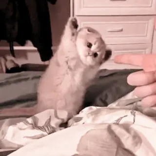 🐈 52a05c7a gatto, gattino, animale, animale domestico, carino, animale domestico, gatto piccolo telegram sticker