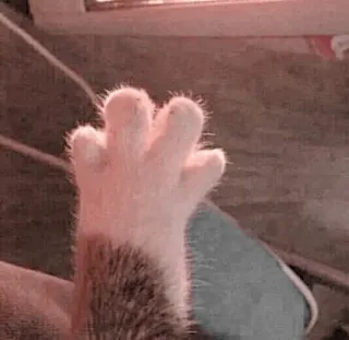 🐈 5bff7984 zampa di gatto, zampa, gatto, animale telegram sticker
