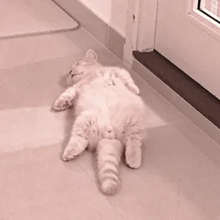 🐈 6194fe87 gatto, dormire, animale, gatto domestico, felino, animale domestico telegram sticker