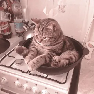 🐈 9575e373 gatto, pentola, cucina, animale, carino, fornello telegram sticker