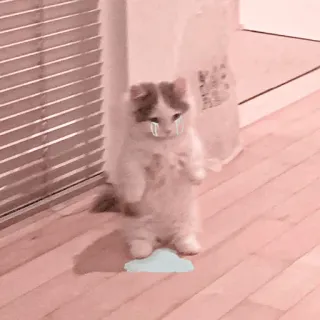 🐈 95f0a4a3 gatto, gattino, piangendo, triste, nuvola, carino telegram sticker