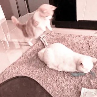 🐈 98bcadf6 gatto, gattino, animale, giocare, carino telegram sticker