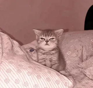 🐈 ae05455e gattino, gatto, animale domestico, animale, carino, felino, domestico telegram sticker