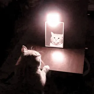 🐈 cce7ea61 gatto, specchio, riflesso, animale, animale domestico, carino telegram sticker