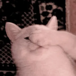 🐈 d1a6be01 gatto, animale, cucù, nascondino, carino, giocoso, gattino telegram sticker