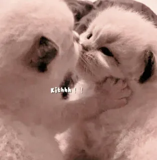 🐈 f3b1eed1 Kithhh!! gattini, gatti, baciare, amore, animali, carino telegram sticker