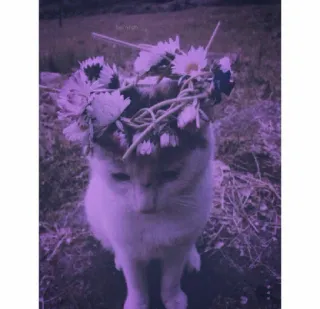 🐱 1ef7bf62 Katze, Blumen, Tier, Haustier, süß, Blumenmuster, Blumenkranz telegram sticker