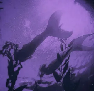 @bwnfsh 2 whatsapp stickers