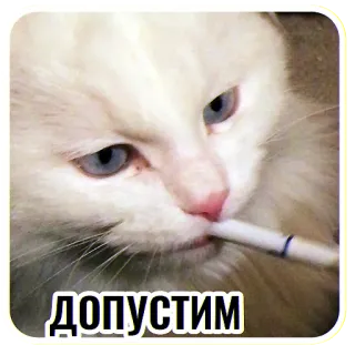 🤨 49ccf191 допустим แมว, บุหรี่, สูบบุหรี่, สัตว์, มีม telegram sticker