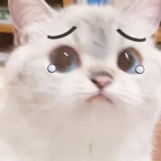 🐱 33b23ad4 gato, triste, chorando, lágrimas, animal, animal de estimação whatsapp sticker