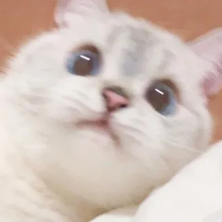 🐱 50f0e722 gato, fofo, animal, animal de estimação, gatinho, olhos azuis whatsapp sticker