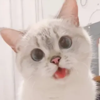 🐱 64754358 gato, fofo, animal de estimação, animal, engraçado, gatinho, língua whatsapp sticker