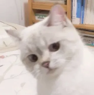 🐱 8b879134 gato, gato branco, animal, animal de estimação, gato doméstico, fofo, felino whatsapp sticker