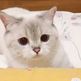 🐱 b594e166 gato, animal, fofo, animal de estimação, doméstico, mamífero, felino whatsapp sticker