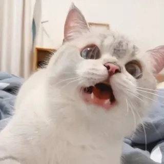 🐱 df2fb44c gato, engraçado, animal, meme, animal de estimação, fofo, expressão whatsapp sticker