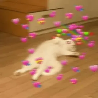 💕 7203e1d4 gato, corações, fofo, animal, amor, animal de estimação, gato doméstico telegram sticker