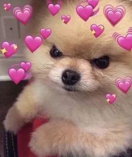 🤔 c6a64933 cachorro, pomerânia, corações de amor, bravo, fofo, corações, afeição telegram sticker
