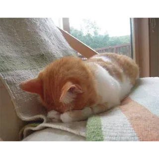 😓 0b9d07af แมว, นอนหลับ, ลูกแมว, สีส้ม, สีขาว, สัตว์เลี้ยง, สัตว์ telegram sticker