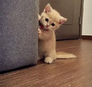 😶 1483d323 ลูกแมว, แมว, สัตว์เลี้ยง, สัตว์, น่ารัก, บ้าน telegram sticker