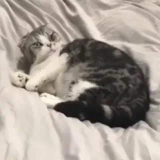 😐 16249cb7 แมว, สัตว์, สัตว์เลี้ยง, สัตว์เลี้ยงในบ้าน, น่ารัก, ขี้เกียจ, ง่วง telegram sticker