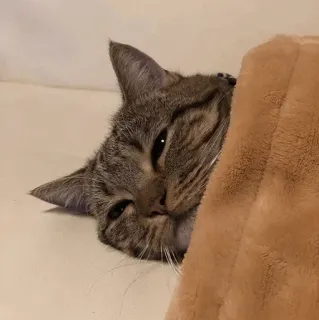 😴 32090cfa แมว, สัตว์เลี้ยง, สัตว์, สัตว์เลี้ยง, สัตว์เลี้ยงลูกด้วยนม, สัตว์ตระกูลแมว, ลายสลิด telegram sticker