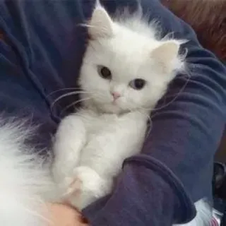 🦁 5181f3c7 แมว, ลูกแมว, สีขาว, สัตว์เลี้ยง, สัตว์, น่ารัก telegram sticker